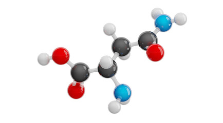 Asparagine (Asn) molecule isolated on transparent background. Non-essential amino acid. Molecular formula: C4H8N2O3. Chemical model: Ball and stick. 3D illustration.