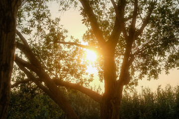 Diffused Sunlight Illuminating Tree Foliage and Woody Stems