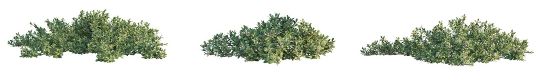 Arctostaphylos uva-ursi Tree front view 4k png cutout transparent background isolate