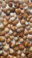 sea shells background