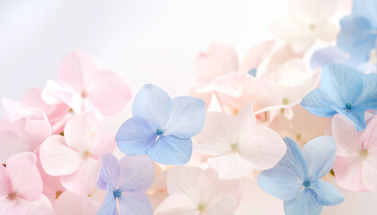 Obraz premium 美しい紫陽花の花の背景素材