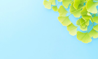 Ginkgo biloba foliage is displayed against a sky blue background. Green and yellow colored leaves are clustered in the upper right corner. The rest of the background is solid blue