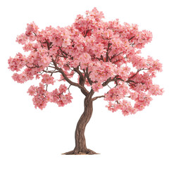 Isolated Cherry Blossom Tree with Full Bloom on White Backdrop, Spring Motif