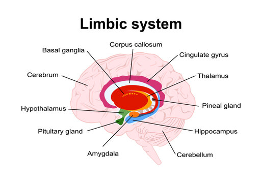 limbic system. Cross section of the human brain. Structure and Anatomical components of limbic system: Hypothalamus, Corpus callosum, Cingulate gyrus, Amygdala, Thalamus, Basal ganglia, Hippocampus