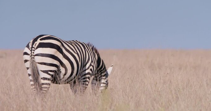 Wide of a Plains Zebras (Equus quagga) wagging its tail in dry savannah grasslands under hot midday sun in kenya 