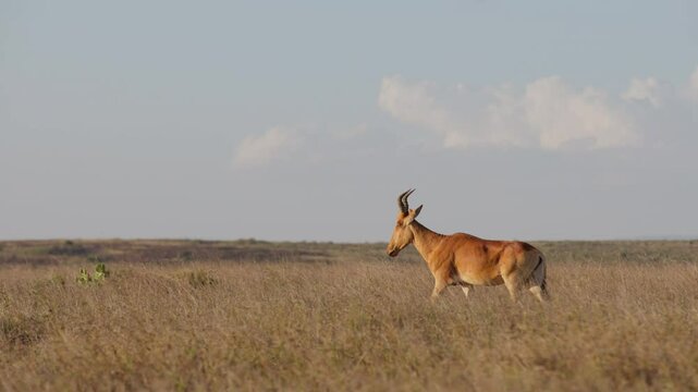 Very wide dolly tracking of a Hartebeest (Alcelaphus buselaphus) walking through tall dry grass at midday in the Kenyan savannah