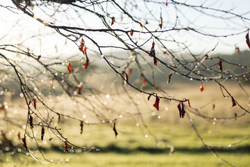 Early morning sunlight filtering through branches of deciduous tree holding onto last leaves