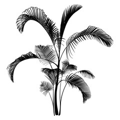 Black Palm Tree isolated on a white background. Desert and tropical houseplants. 
