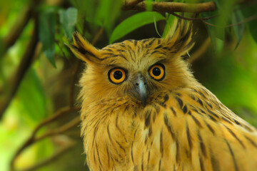 Close up. The owl is crushed by a tree leaf in the woods silent in the daytime