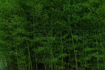 Dark bamboo forest background in Korea