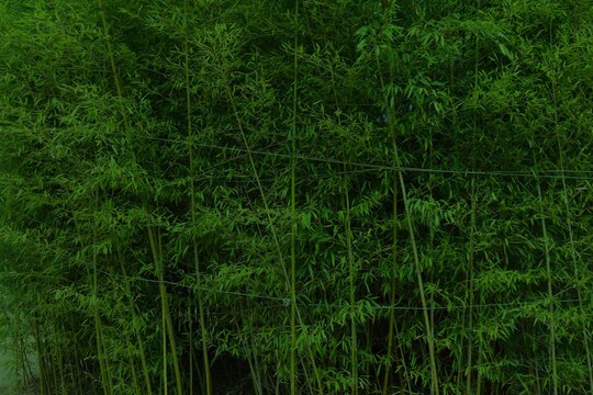 Fototapeta Dark bamboo forest background in Korea