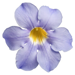 Thunbergia Grandiflora Flower Single Lavender Blossom, Cut Out