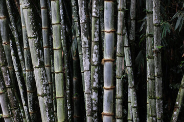 close up of bamboo trunks with moss and natural texture pattern