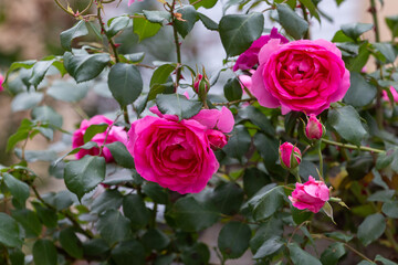 Blooming pink roses, Belgrade