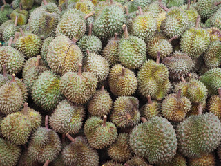 A large number of King of Tropical Fruits Durians in the wholesale market.