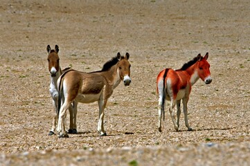 Wild asses on a rocky plain.