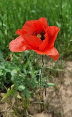 Red poppy flower close up
