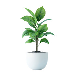Ficus houseplant in a white ceramic pot isolated on white background
