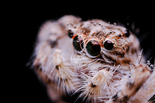Macro Photography: Jumping Spider with Water Droplets