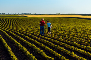 Rear view of senior farmer with his grandson walking in green soybean field examining crop at sunset.