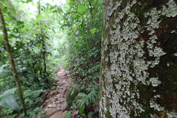 Naklejka premium Lichen covered tree bark in wet jungle trail surrounded by dense green foliage and natural forest vegetation, creating serene and lush environment