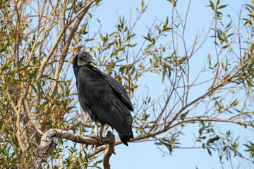 Black vulture perched on a bare branch against a clear blue sky