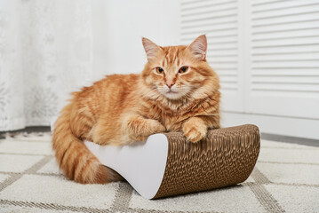 cat lying on the modern cardboard scratching post