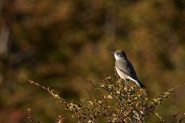 Fire-eyed diucon bird perched on a twig