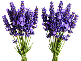 Fototapeta premium Top View of Two Lavender Bunches with Soft Shadows, Transparent.
