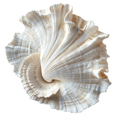 Elegant studio shot capturing the exquisite details of a pristine seashell