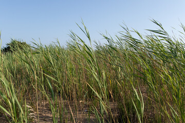 Canna palustre mossa dal vento sotto cielo azzurro estivo
