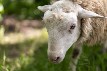 Fluffy sheep in the garden sunlight close-up