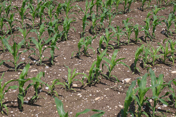 Close-Up of Young Corn Plants Growing in Agricultural Soil. Rows of young corn plants emerging from...