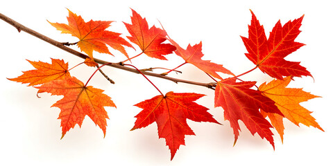 Fototapeta premium Beautiful maple leaf branch on white background