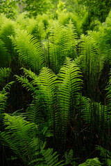 Fresh and green fern plants in forest in June in midsummer in Latvia