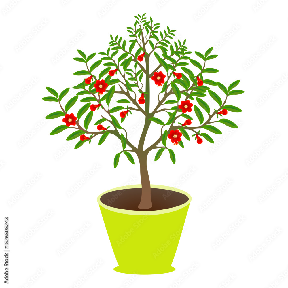 Canvas Prints blooming pomegranate tree in a pot on a white background..eps