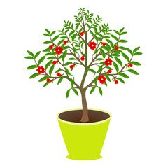 Blooming pomegranate tree in a pot on a white background..eps