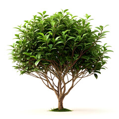 Privet bush with small oval dark green leaves on white background, ultra-realistic 4K studio shot