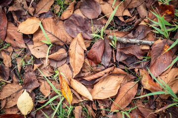 落ち葉の写真。秋のイメージ。テクスチャ素材。