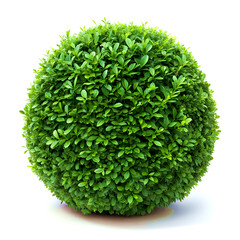 Dense boxwood bush with glossy emerald-green leaves in neat sphere on white background, ultra-HD 4K shot