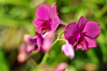 A peaceful rural scene representing simplicity and the beauty of nature.