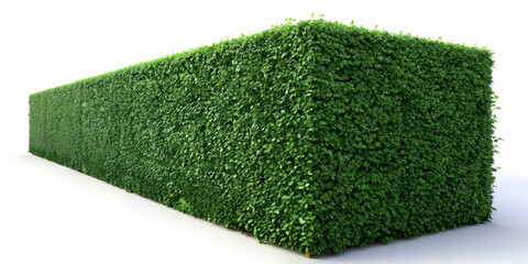 Dark green privet hedge with small oval leaves in rectangular shape, golden-hour sunlight, ultra-realistic 4K