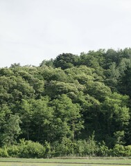 Trees in the forest