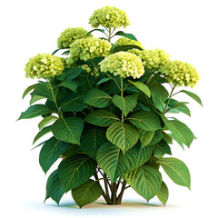 Hydrangea bush with soft green flower clusters and deep green leaves on white, ultra-HD 4K studio shot