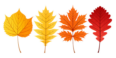 Fototapeta premium Autumn leaves collection from different trees - yellow, red, orange, flat vector illustration on white