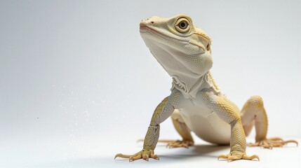 Bearded Dragon Lizard with Unique Textures and Colors