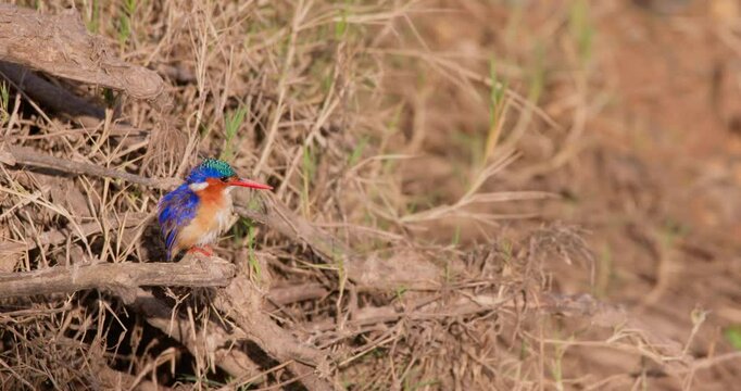 Wide of Malachite Kingfisher (Corythornis cristatus) perching on deadwood with warm light reflections at midday in Kenya.