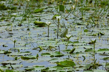 Small yellow flowers are visible next to white lotus flowers in the water of the beel.