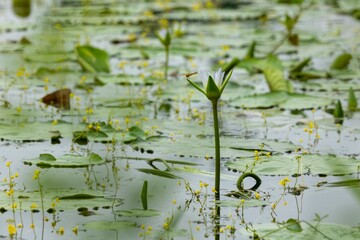 Red Dragonfly resting on white water Lily bud in Natural wetland. White water lily and dragonfly stock Photo