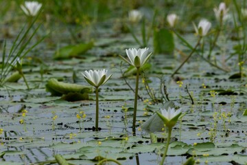 White lotus flowers are blooming in the water of the beel. (water Lily)